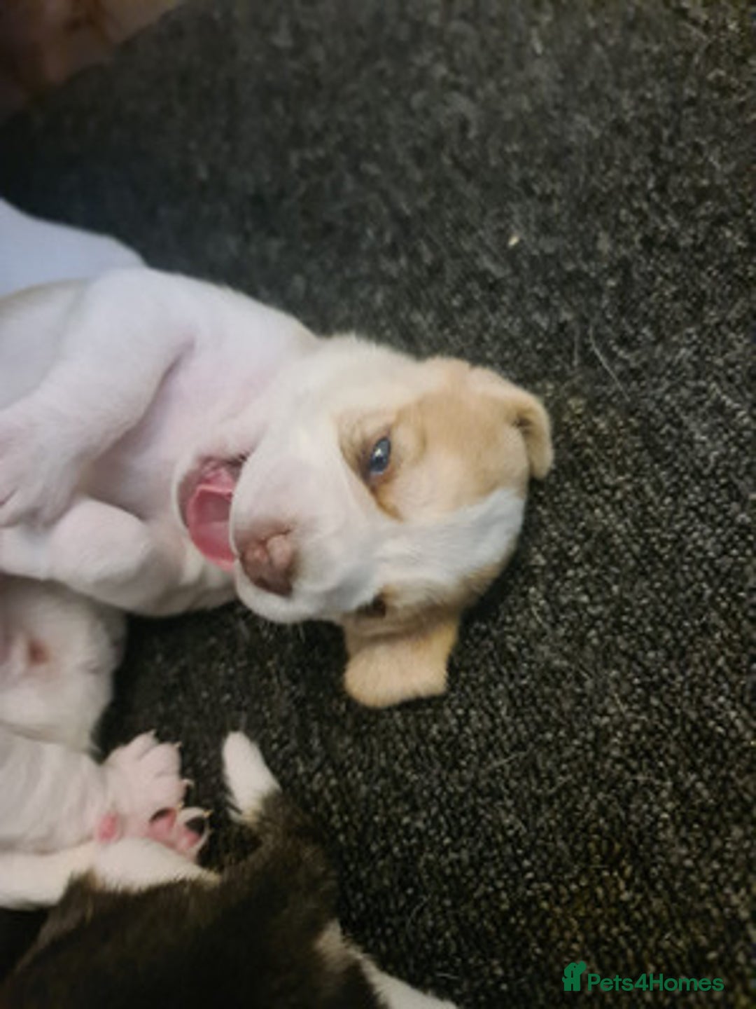 Beagle dogs for sale: Loyal Beagle Puppies Leaving Soon. - Image 7