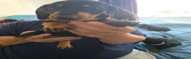 Yellow collar