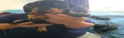 Dachshund dogs for sale: Stunning Standard Smooth hair Dachshund Puppies. - Advert 19