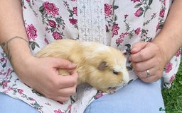 Guinea Pig rodents for sale: Dad and 2 sons - Image 2