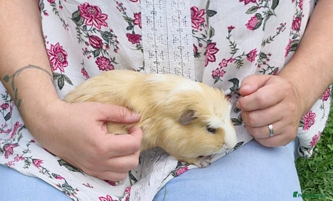 Guinea Pig rodents for sale: Dad and 2 sons - Image 2