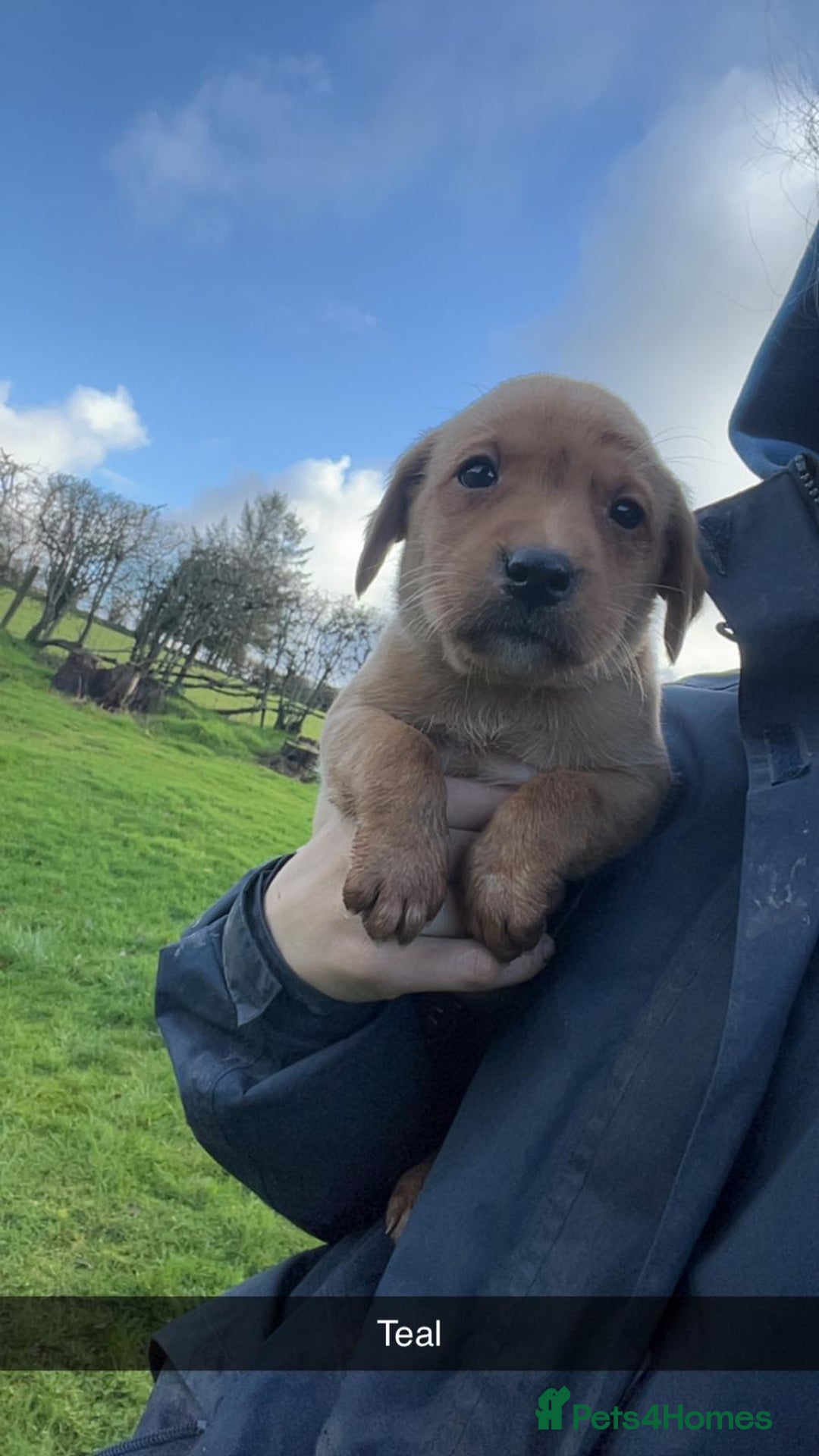 Labrador Retriever dogs for sale: Stunning litter of 9 pups - Advert 6