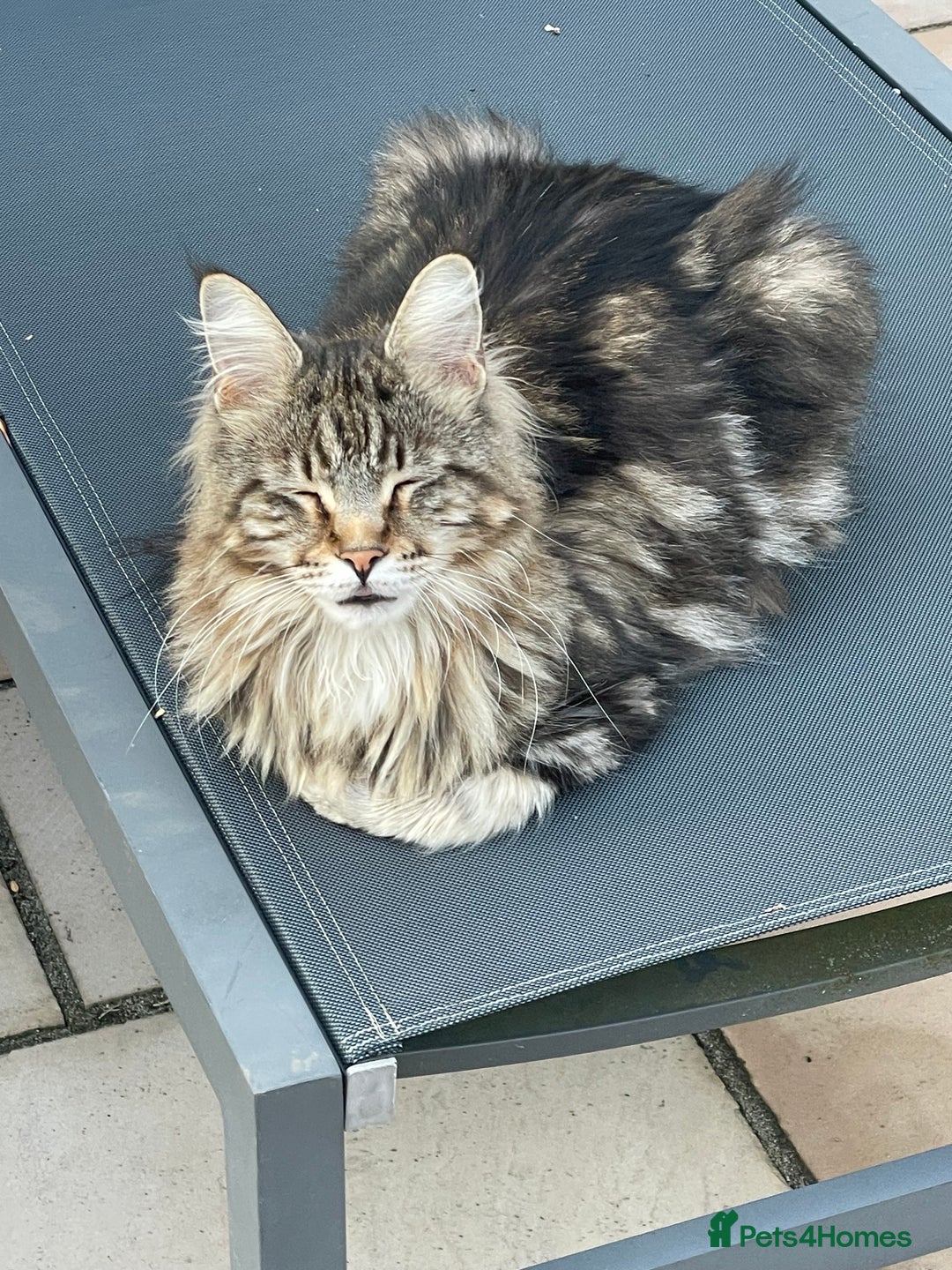 Maine Coon cats for sale: Beautiful 2 year old tabby Maine coon - Image 3
