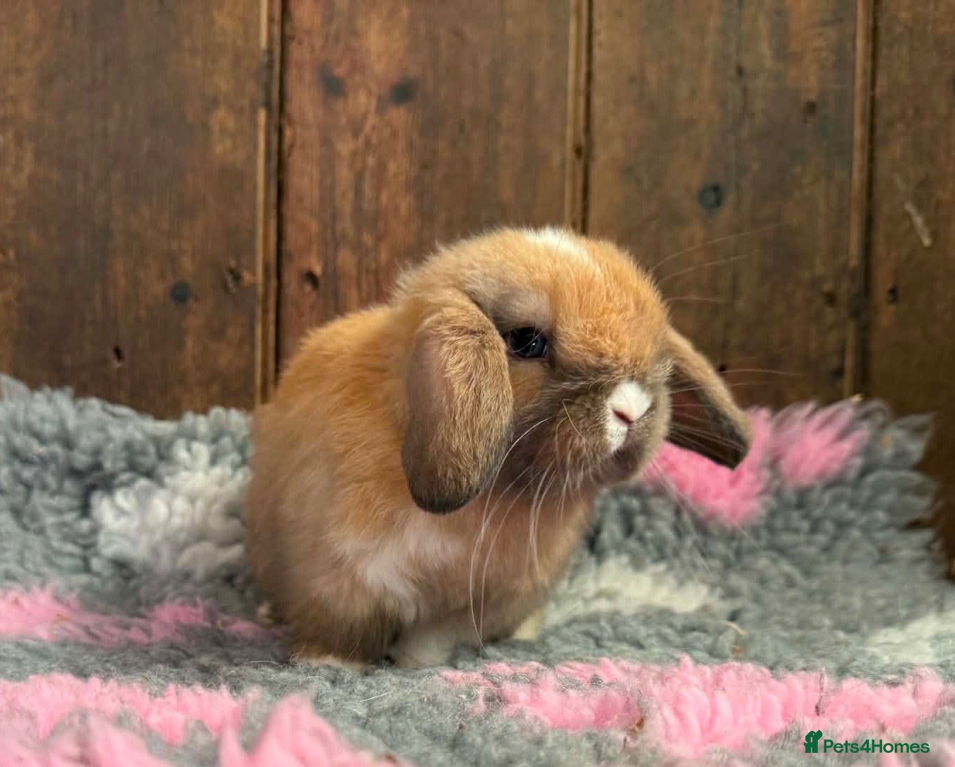 Mini Lop rabbits Stunning Mini Lop Buck - Advert 1