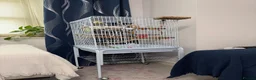 Cockatiels birds for sale: Beautiful Tamed Cockatiel with Cage & Accessories in Leeds - Advert 4