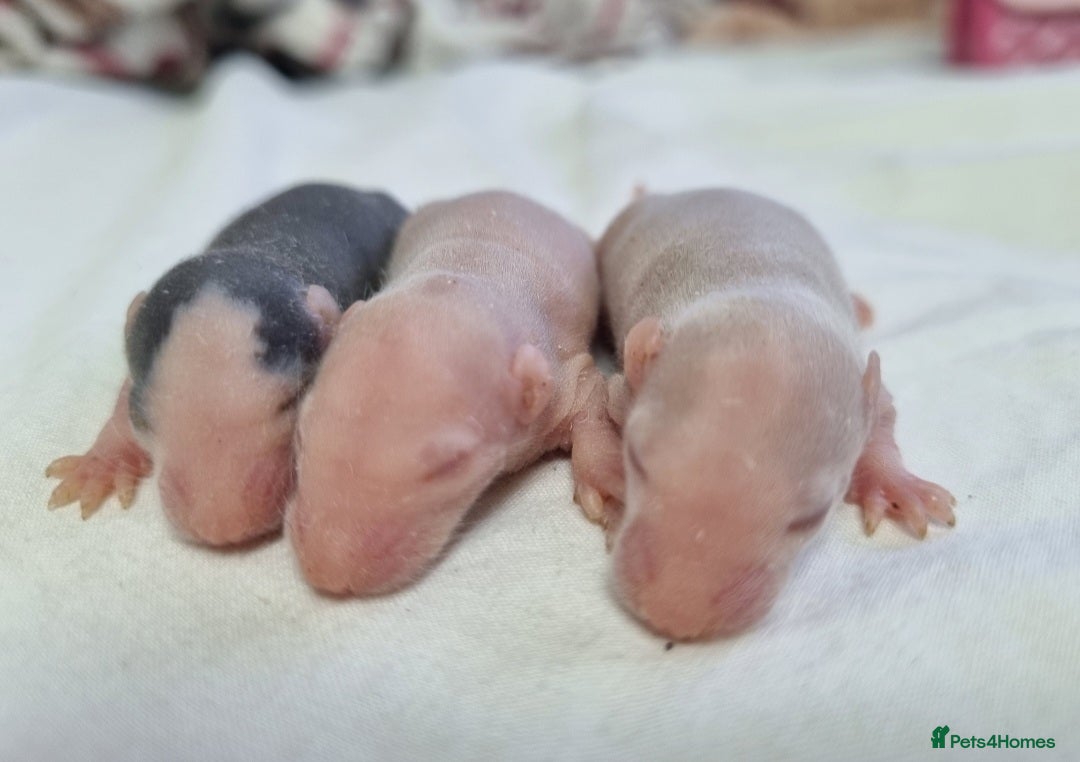 Rat rodents FREE rats for adoption - Advert 1