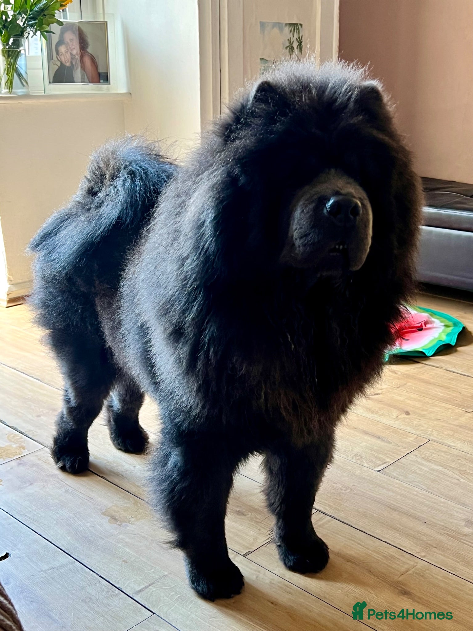 Chow Chow dogs Stunning Blue Chow Chow Stud – DWKC Registered - Advert 3