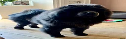 Chow Chow dogs for stud: Stunning Blue Chow Chow Stud – DWKC Registered in Mitcham - Advert 1