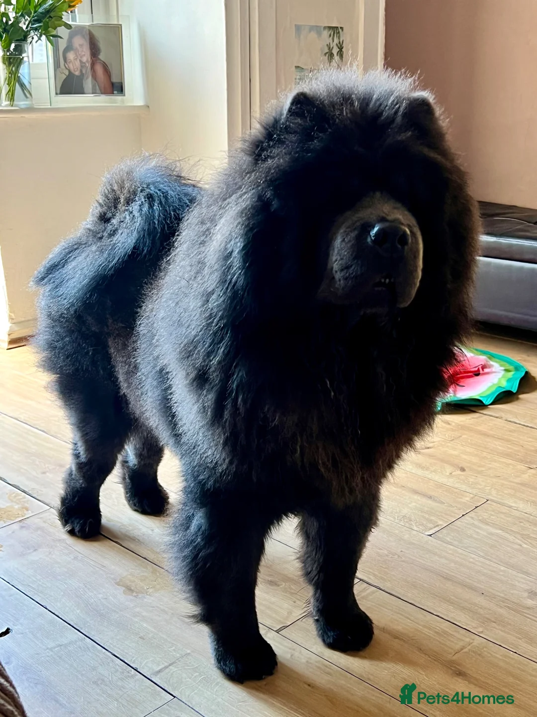 Chow Chow dogs for stud: Stunning Blue Chow Chow Stud – DWKC Registered in Mitcham - Advert 1