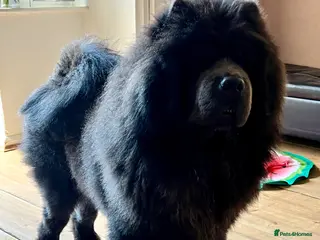 Chow Chow dogs Stunning Blue Chow Chow Stud – DWKC Registered - Advert 1