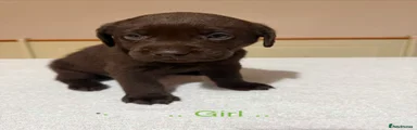 Green collar brown pup