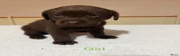 Labrador Retriever dogs for sale: Labrador puppies - Advert 12