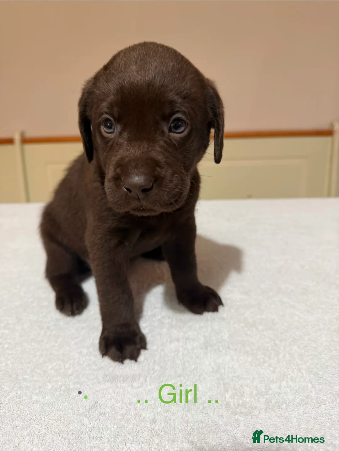 Labrador Retriever dogs for sale: Labrador puppies - Advert 12