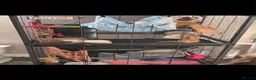 Rat rodents for sale: 2 male dumbo rats  in Stockport - Advert 3