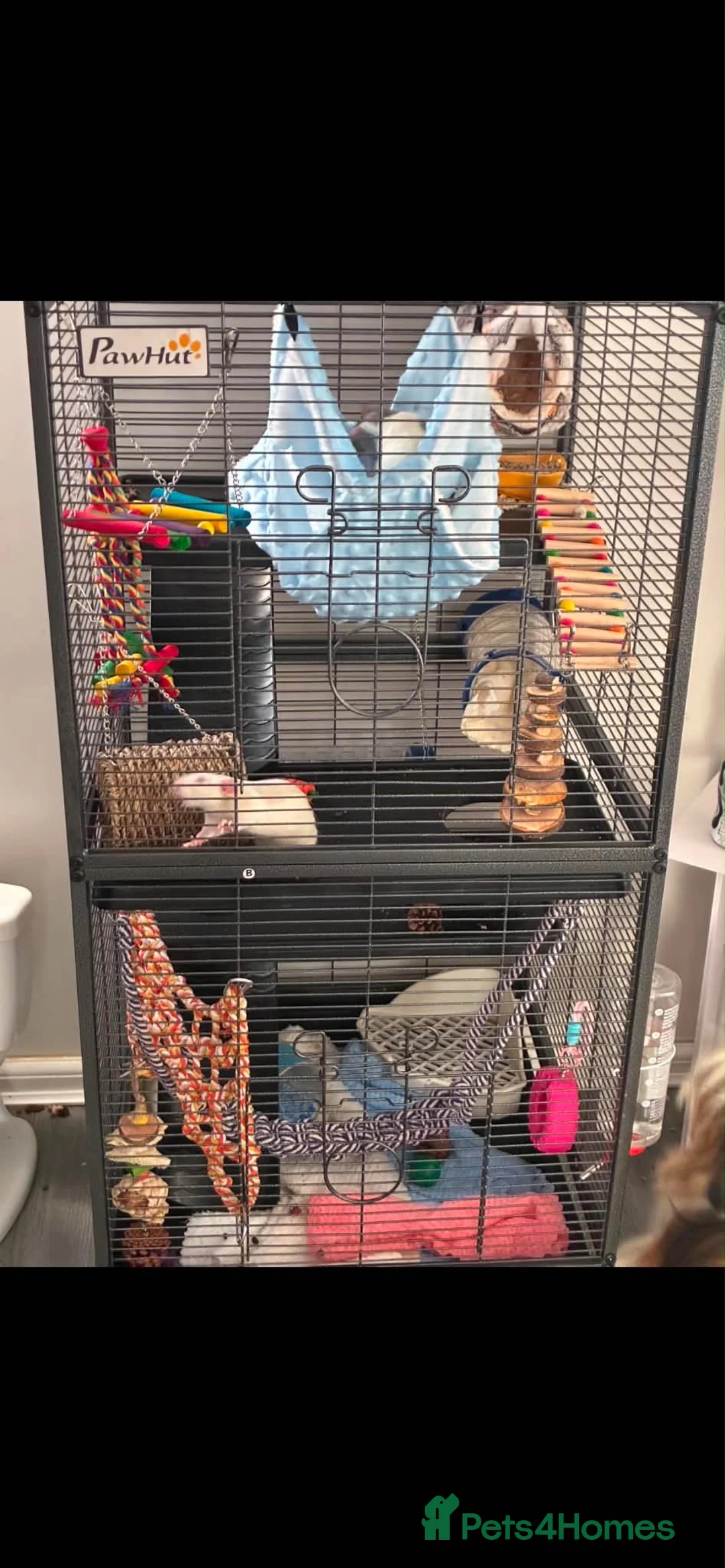 Rat rodents for sale: 2 male dumbo rats  in Stockport - Advert 3