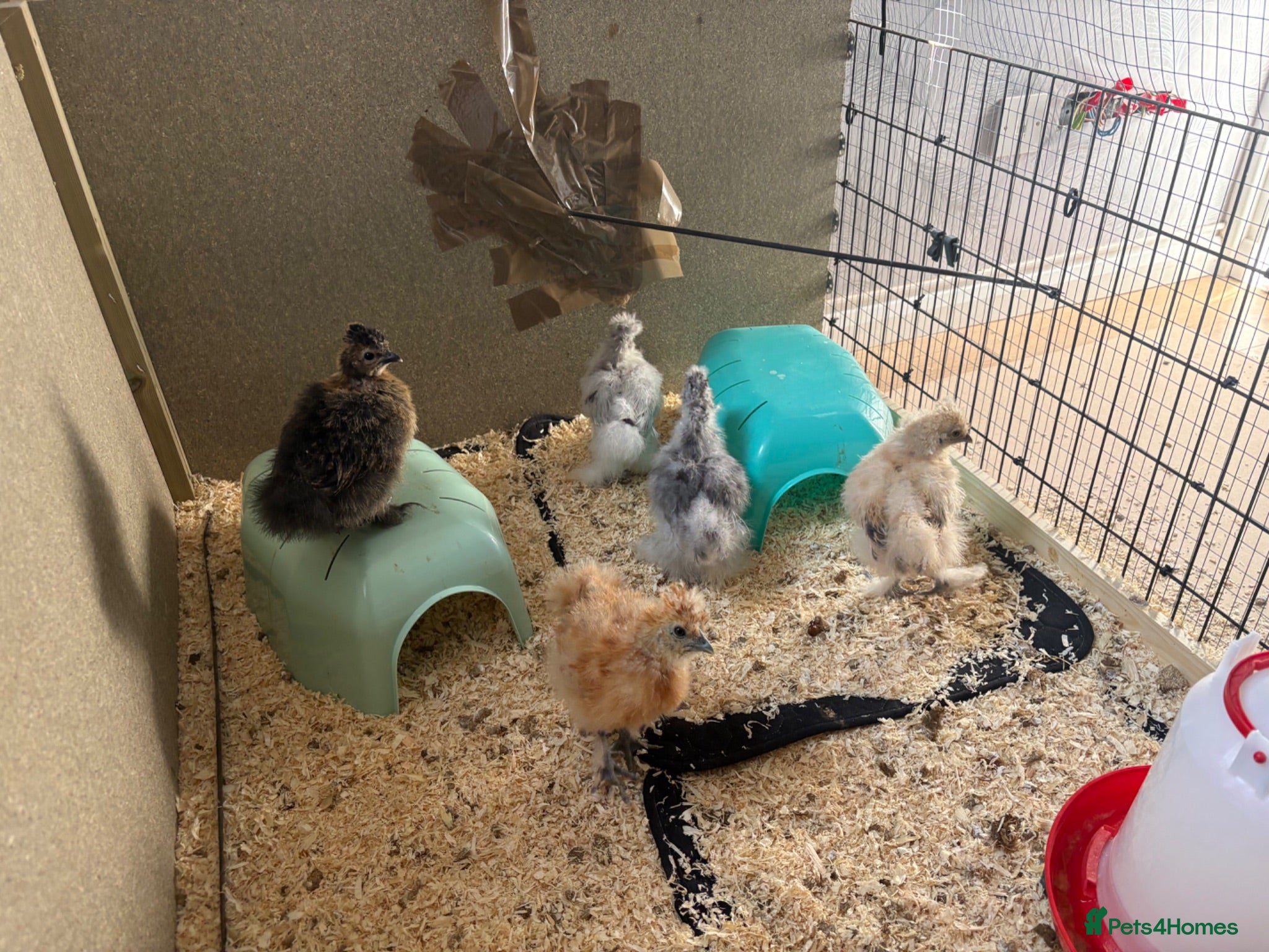Chickens poultry Silkie chics - Advert 2