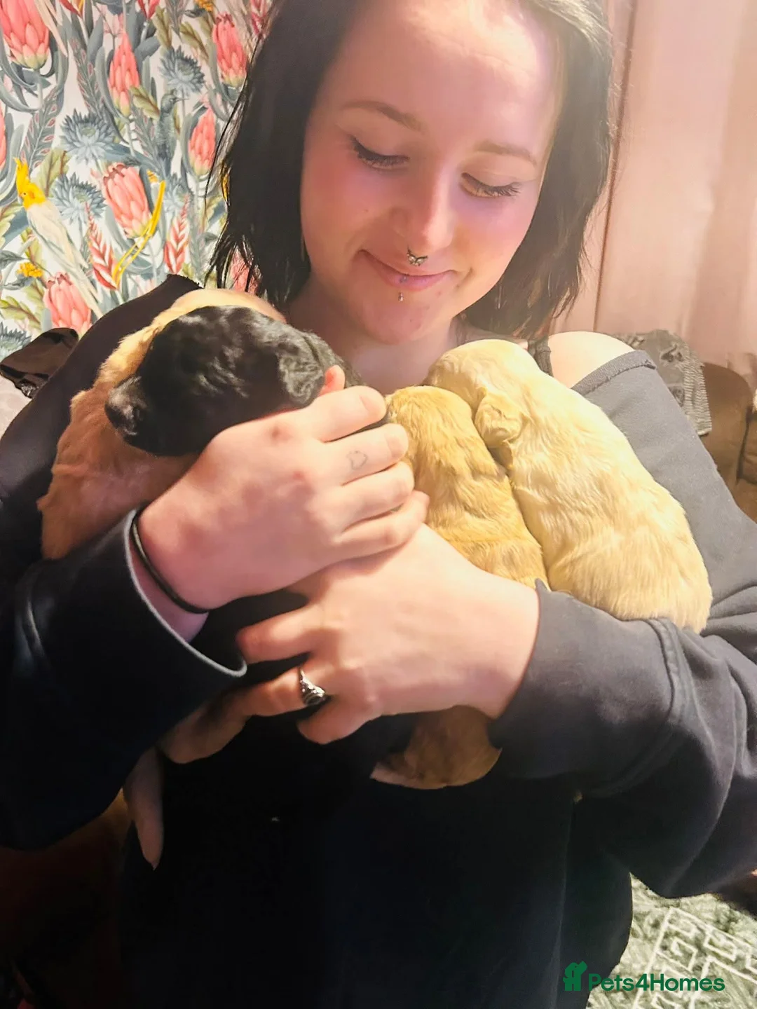 Mixed Breed dogs for sale: 9 Beautiful Puppies for sale - Advert 13