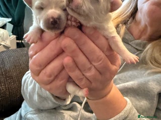 Chihuahua dogs Chihuahua puppies looking for good homes only - Advert 15
