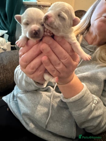 Chihuahua dogs Chihuahua puppies looking for good homes only - Advert 4