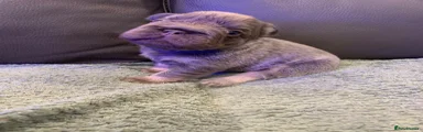 French Bulldog Puppy 5