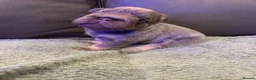 French Bulldog dogs for sale: Isabella fluffy  **  french bulldogs - Advert 32