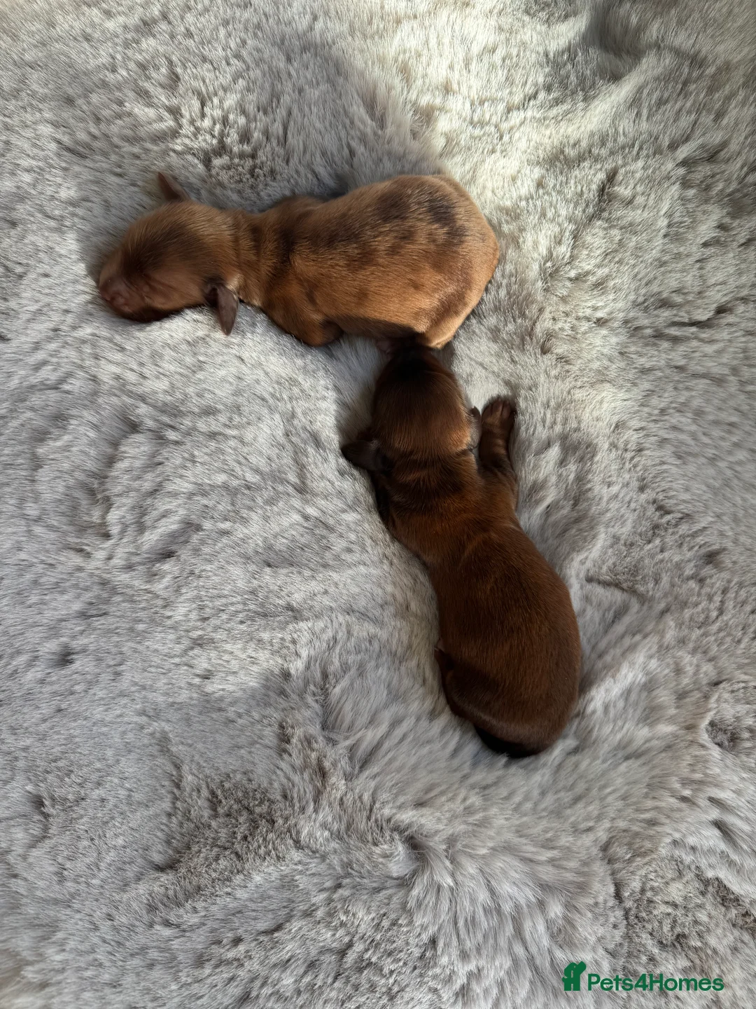Miniature Dachshund dogs for sale: Long Haired ( Choclate Based ) Mini Dachshunds  - Advert 7