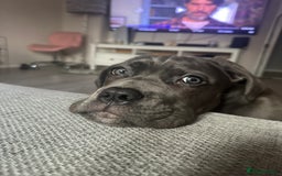 Cane Corso dogs for sale: Nellie 11 month old cane corso  - Image 12