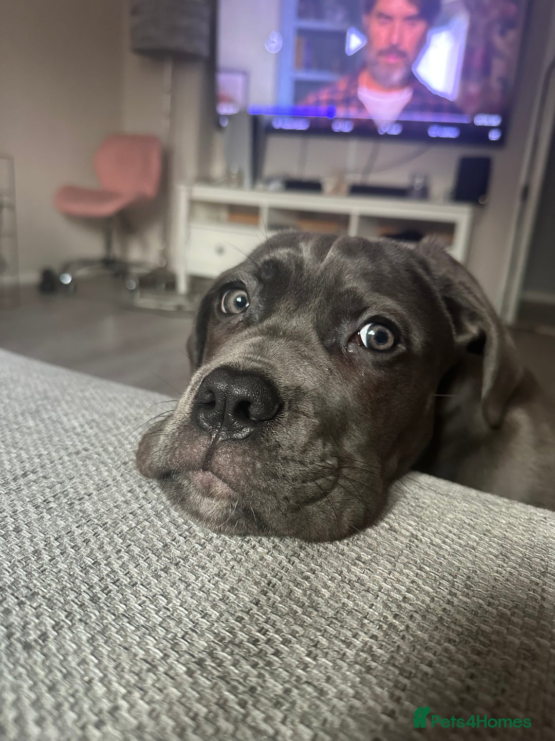 Cane Corso dogs for sale: Nellie 11 month old cane corso  - Image 12