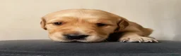 Golden Retriever dogs for sale: KC Registered Golden Retriever Pups Ready 7th June - Advert 2