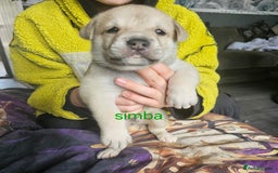 Mixed Breed dogs for sale: PEBBLES LEFTGerman shepherd cross puppies - Image 9