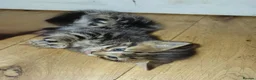Bengal cats for sale: Rare Silver Smoke Bengal and Black Kittens. MALES - Advert 16