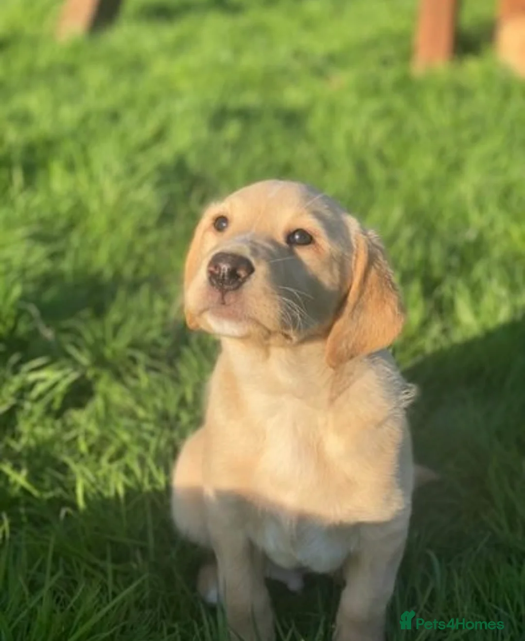 Labrador Retriever dogs for sale: Ftch kc reg labrador puppies  - Advert 17
