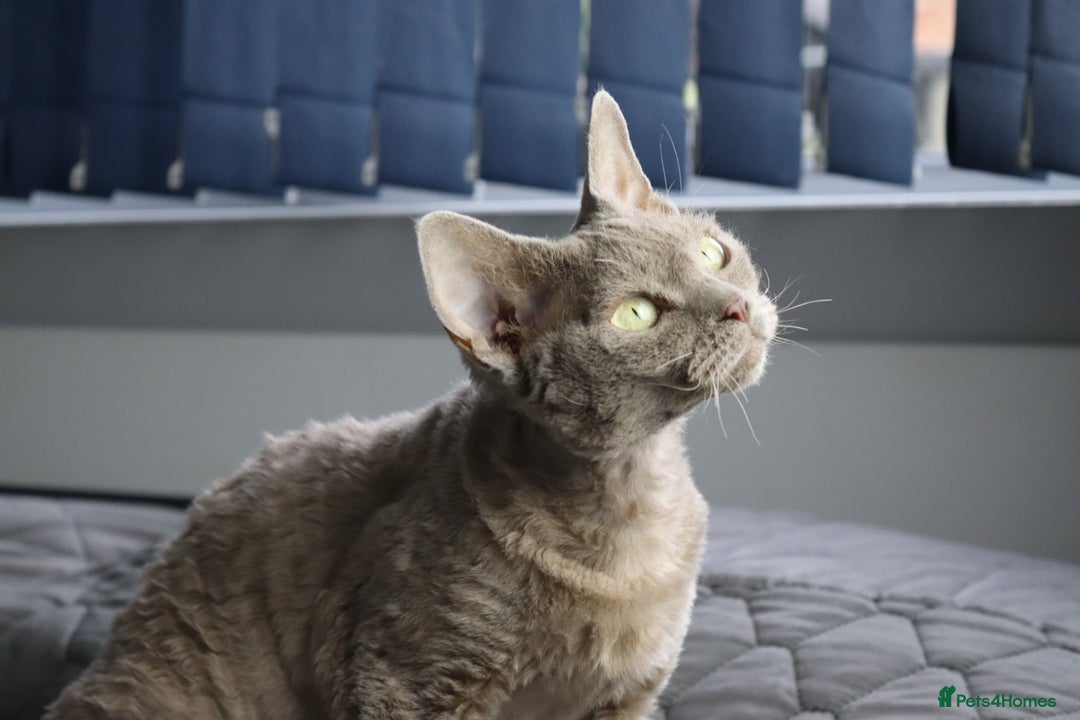 Devon Rex cats for sale: Devon Rex beautiful and healthy girl 2 years old  - Advert 16