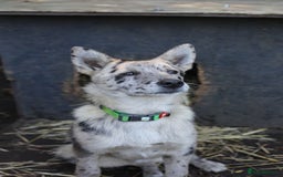 Mixed Breed dogs for adoption: 💙🐶 NICK AND MAILY 🐶💖 - Image 23