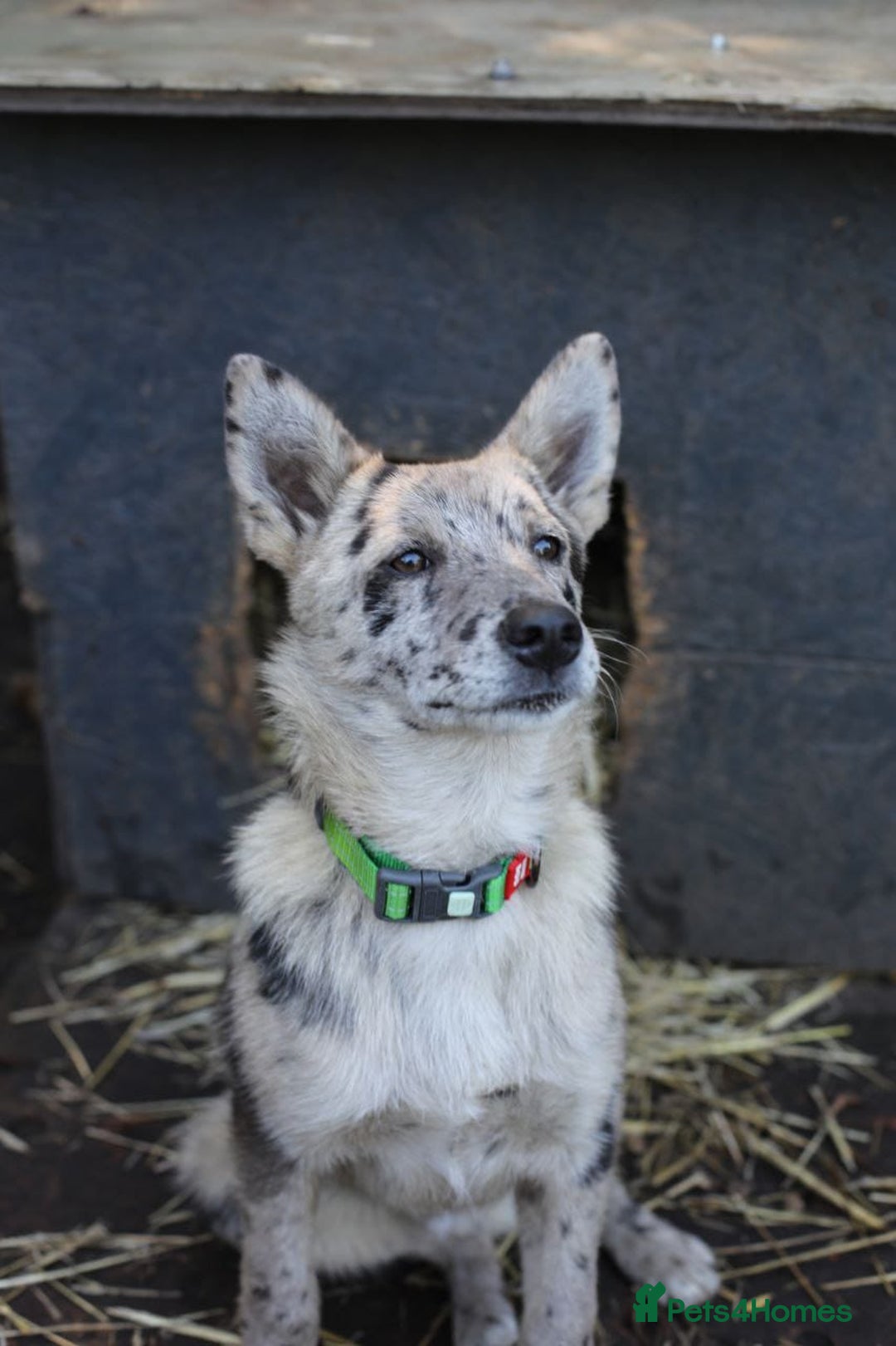 Mixed Breed dogs for adoption: 💙🐶 NICK AND MAILY 🐶💖 - Image 23