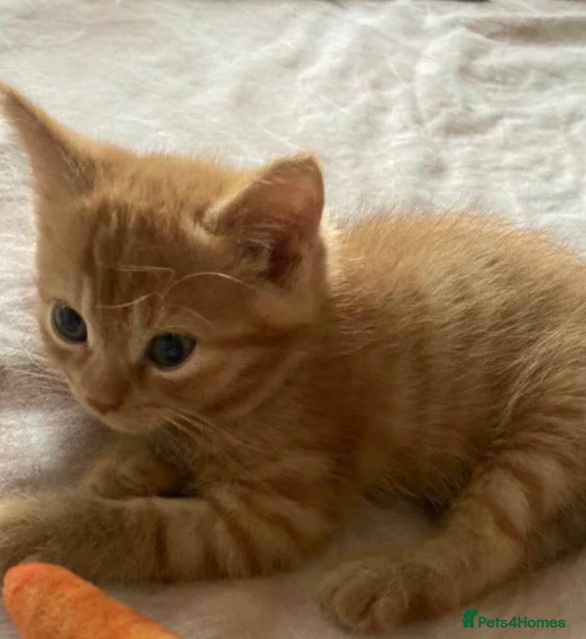 Mixed Breed cats Kittens 8weeks mainecoon cross loving homes ❤️ - Advert 2