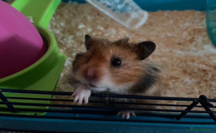 Hamster rodents - Advert 8