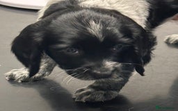 English Springer Spaniel dogs for sale: 2 springer spaniel puppies for sale  in Preston - Image 30