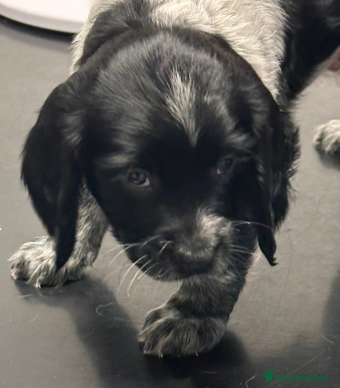 English Springer Spaniel dogs for sale: 2 springer spaniel puppies for sale  in Preston - Image 30