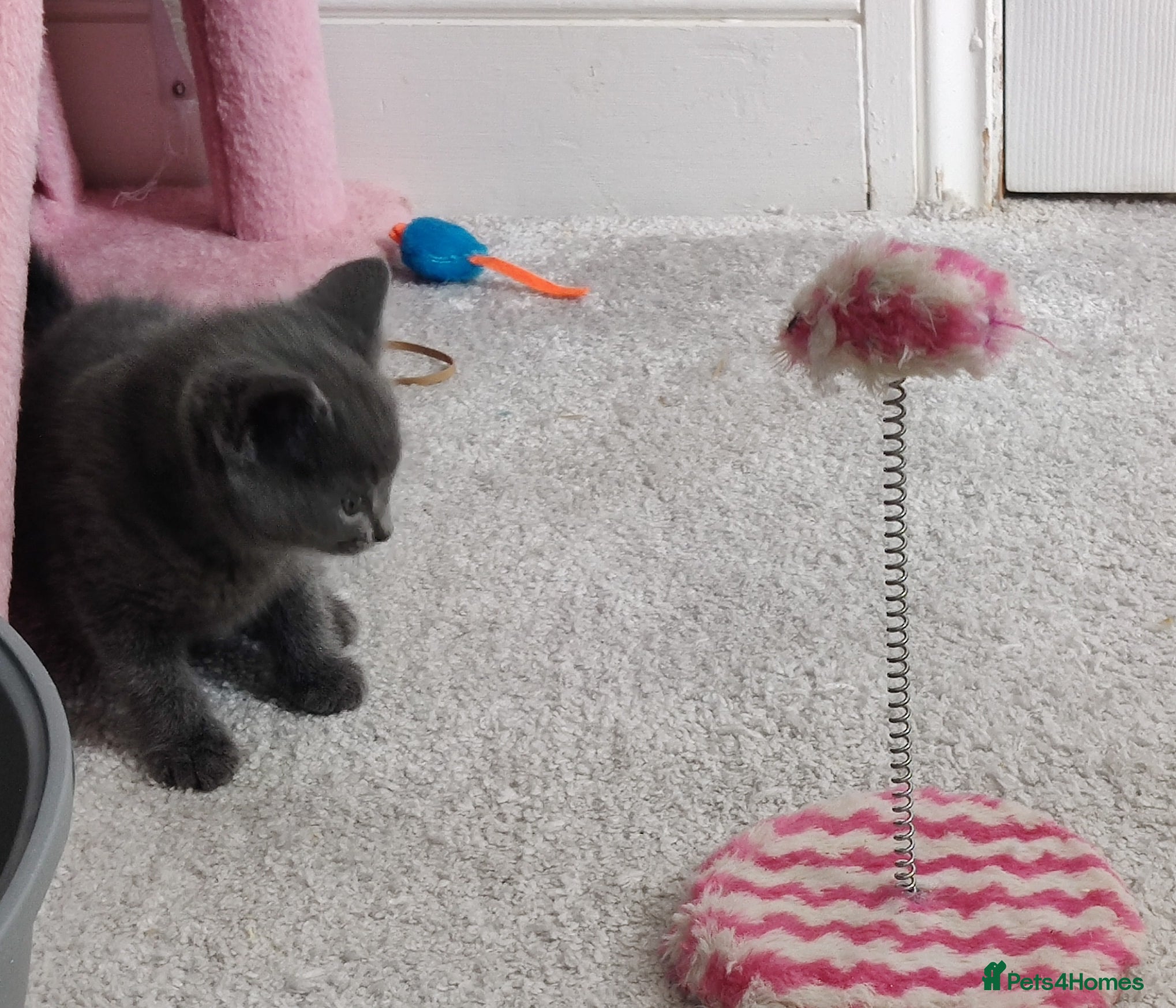 Russian Blue cats Absolutely gorgeous 8 week old Russian Blue  - Advert 1