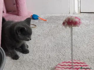Russian Blue cats Absolutely gorgeous 8 week old Russian Blue - Advert 1