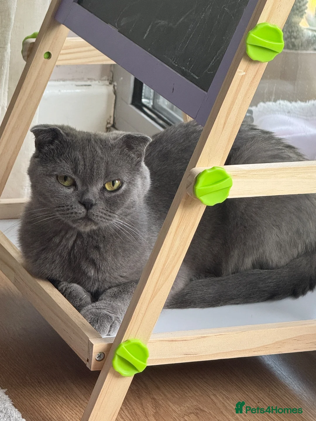 Scottish Fold cats for sale: Scottish Fold Girl Kitten - Advert 8