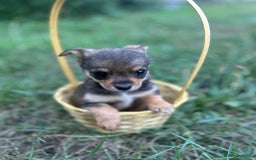 Mixed Breed dogs for sale: Six beautifully marked and coloured puppies  - Image 4