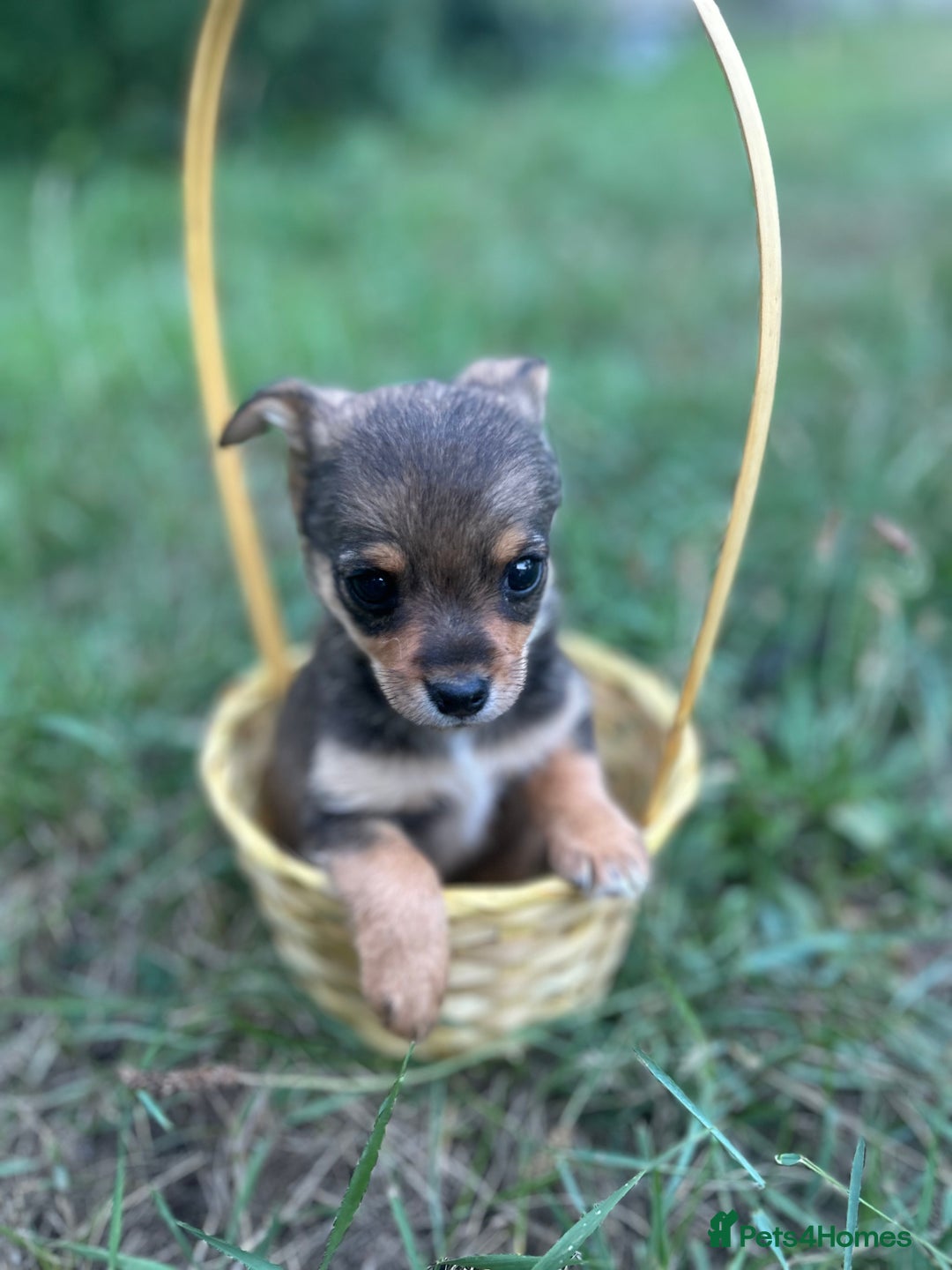 Mixed Breed dogs for sale: Six beautifully marked and coloured puppies  - Image 4