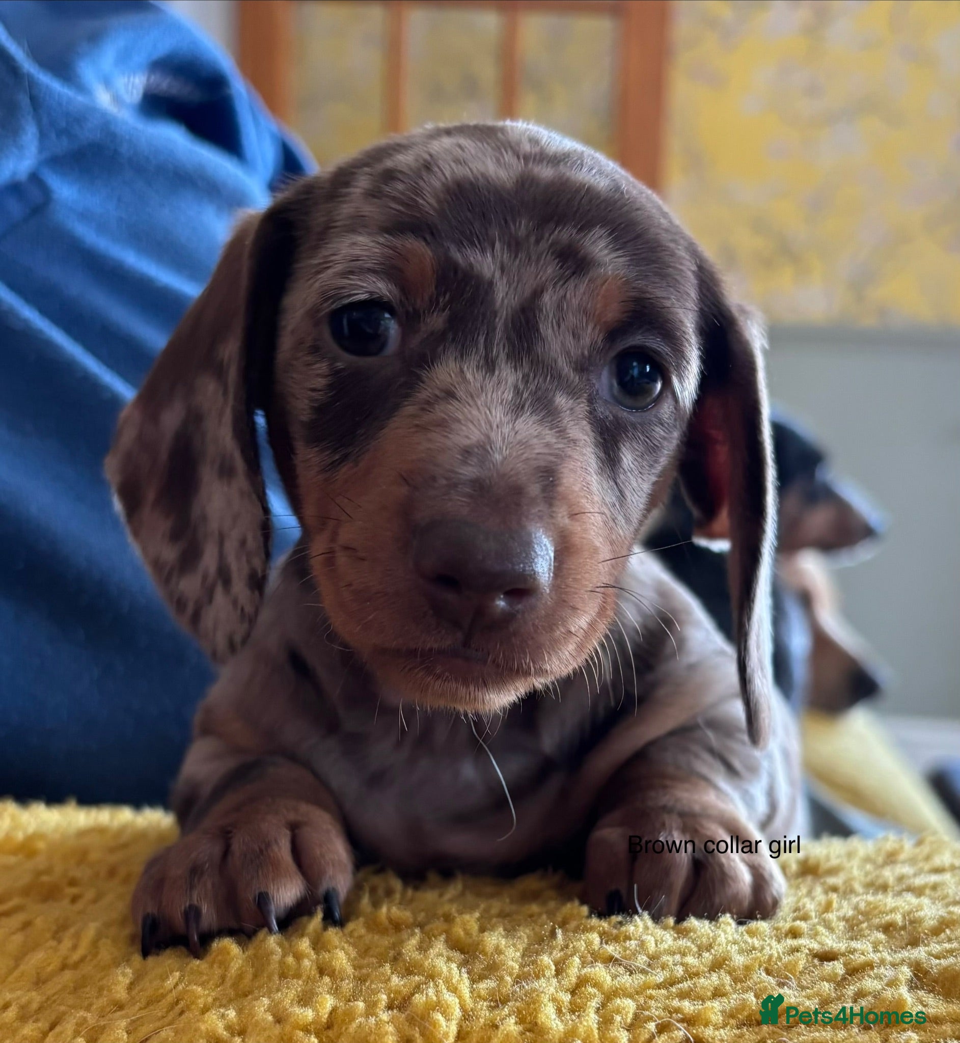 Miniature Dachshund dogs Gorgeous Litter of Miniature Dachshund Puppies - Advert 1