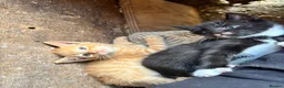 British Shorthair cats for sale: 5 kitten looking for a good home  - Advert 6