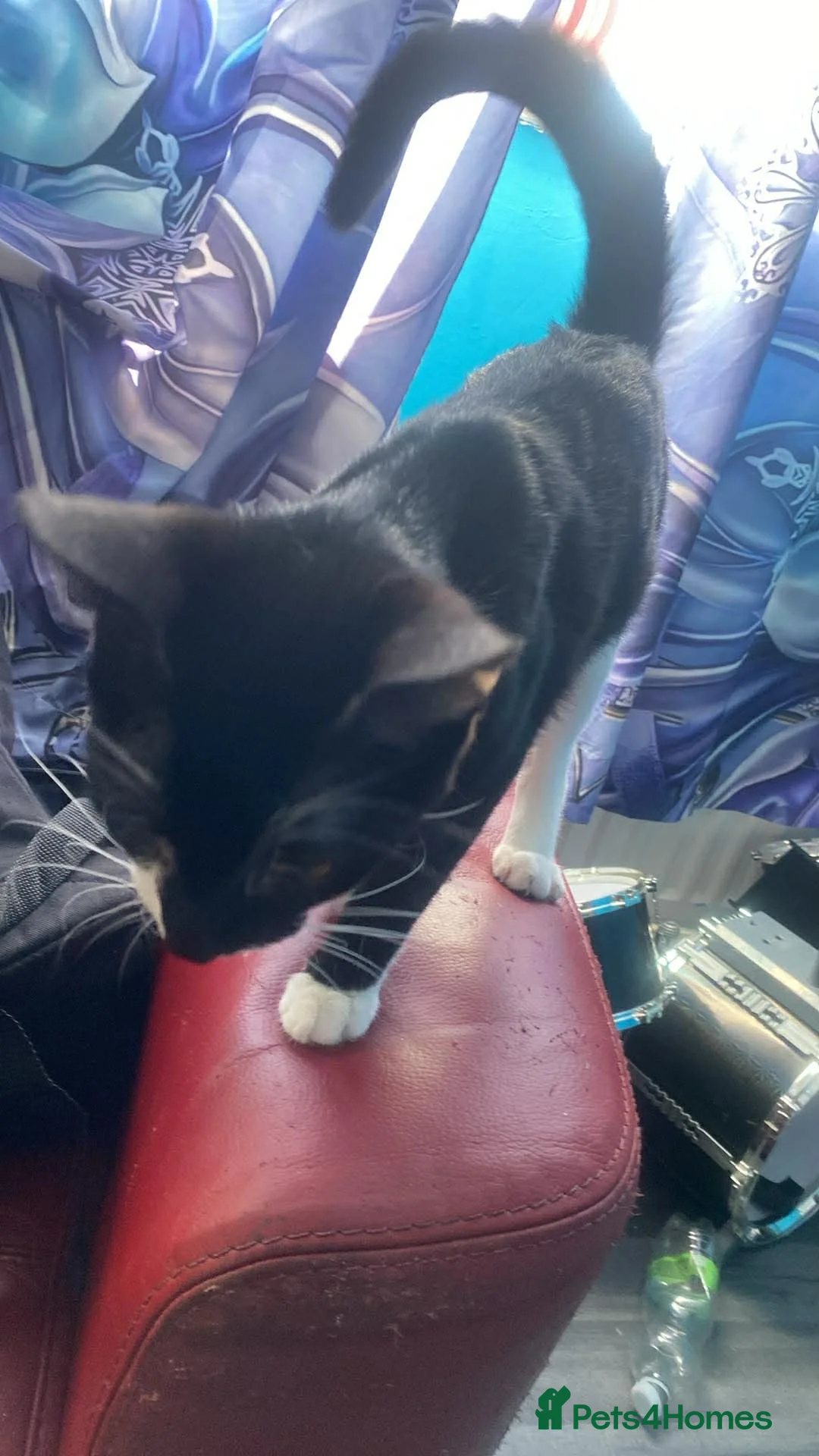 Mixed Breed cats for sale: Mix breed kitten in Middlesbrough - Advert 2