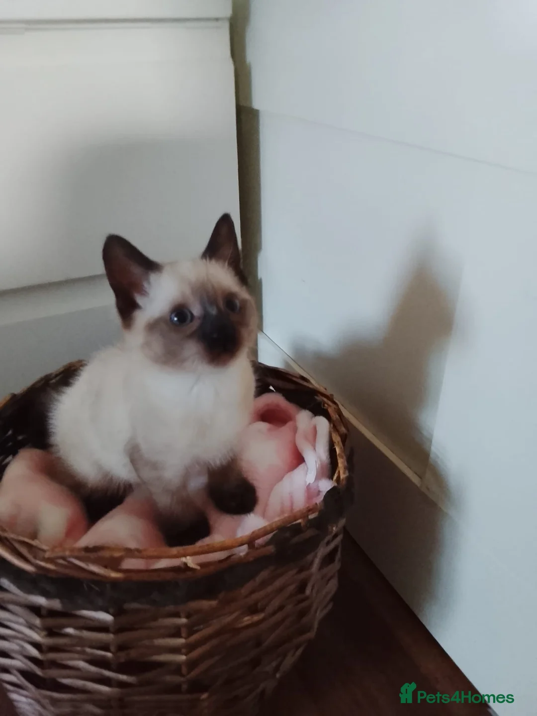 Siamese cats for sale: (1 Left)beautiful Kitten Lokking forever Home 🏡❤️ - Advert 7