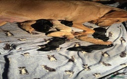 Labrador Retriever dogs for stud: Labrador stud boys in Saltburn-by-the-Sea - Image 8
