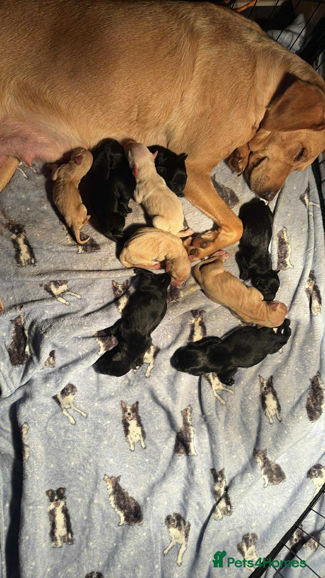 Labrador Retriever dogs for stud: Labrador stud boys in Saltburn-by-the-Sea - Advert 10